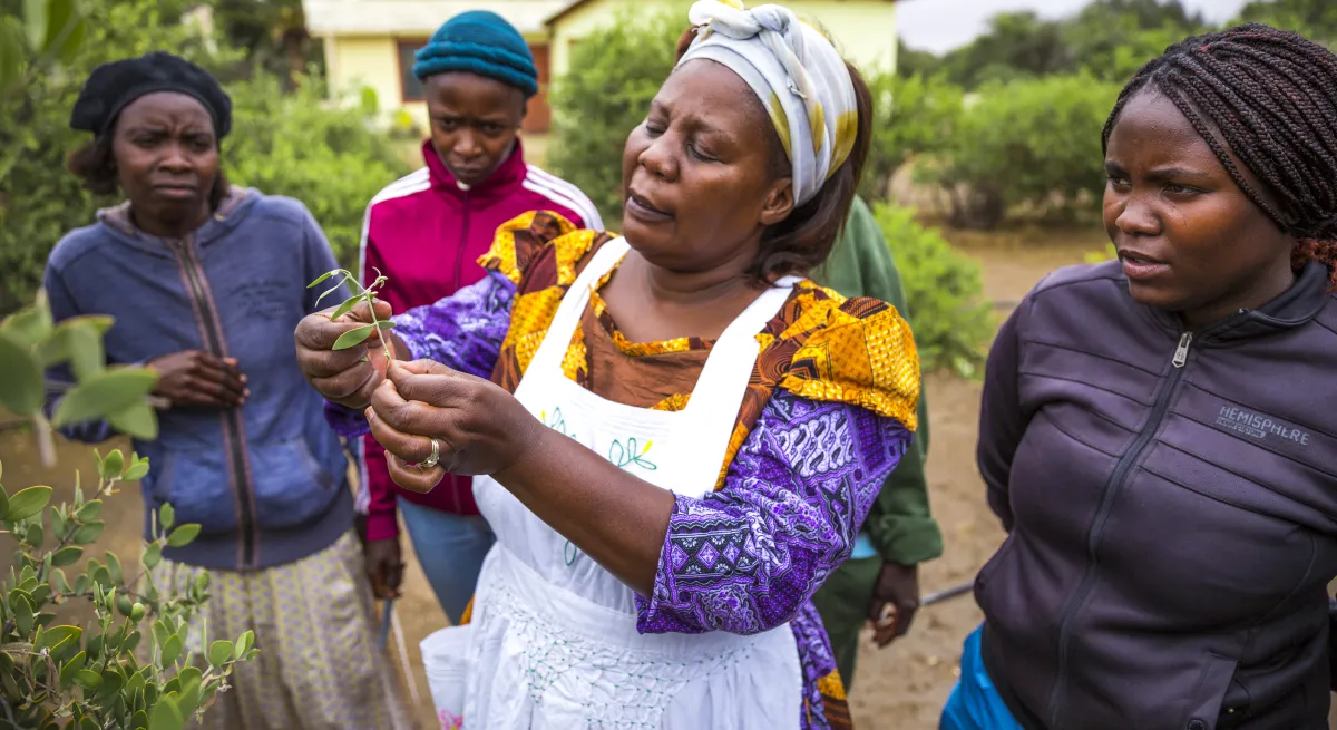 women and jojoba plants