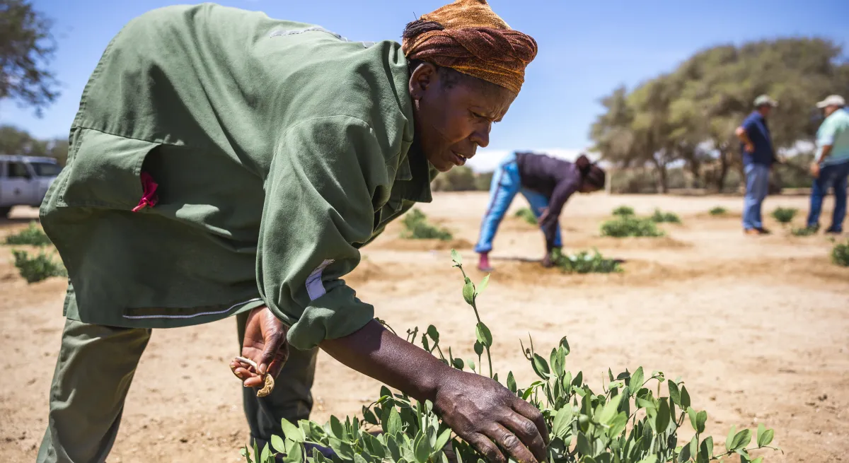 jojoba planting