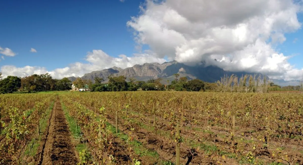 Cultivate delta panoramic