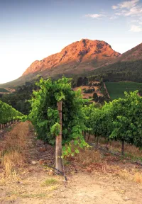 Wine farm in Stellenbosch