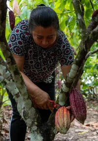 Rainforest Alliance_Photo