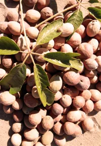 Jojoba_123
